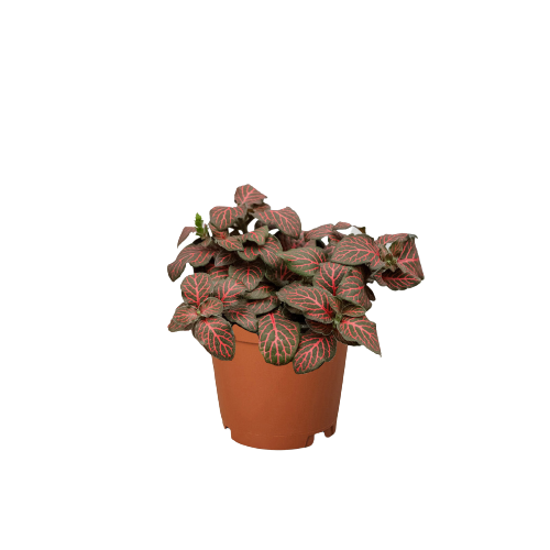 Fittonia 'Red' by House Plant Dropship