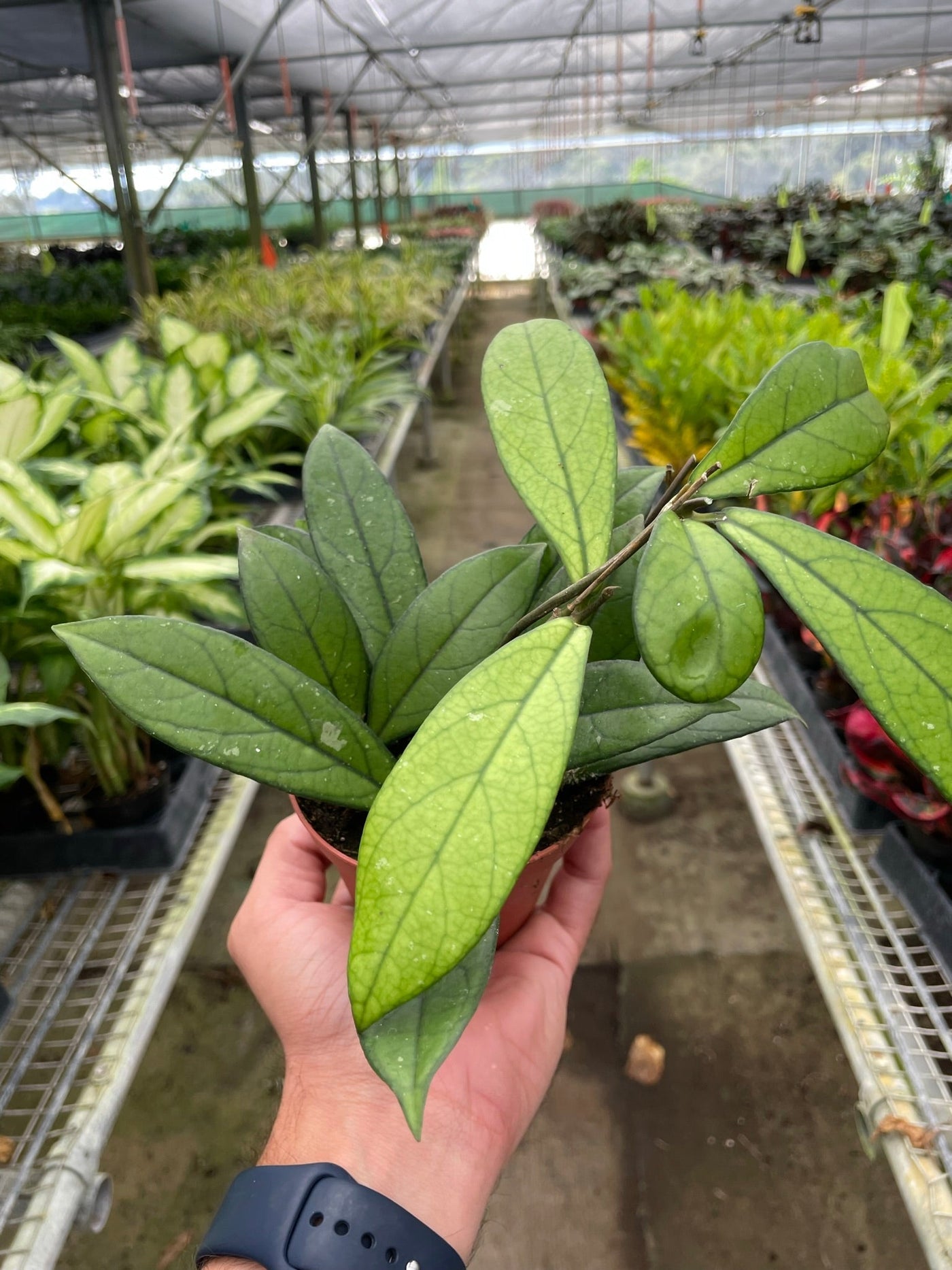 Hoya 'Crassipetiolata' by House Plant Dropship