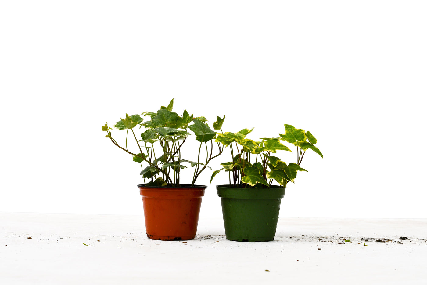2 English Ivy Variety Pack - 4" Pot by House Plant Dropship