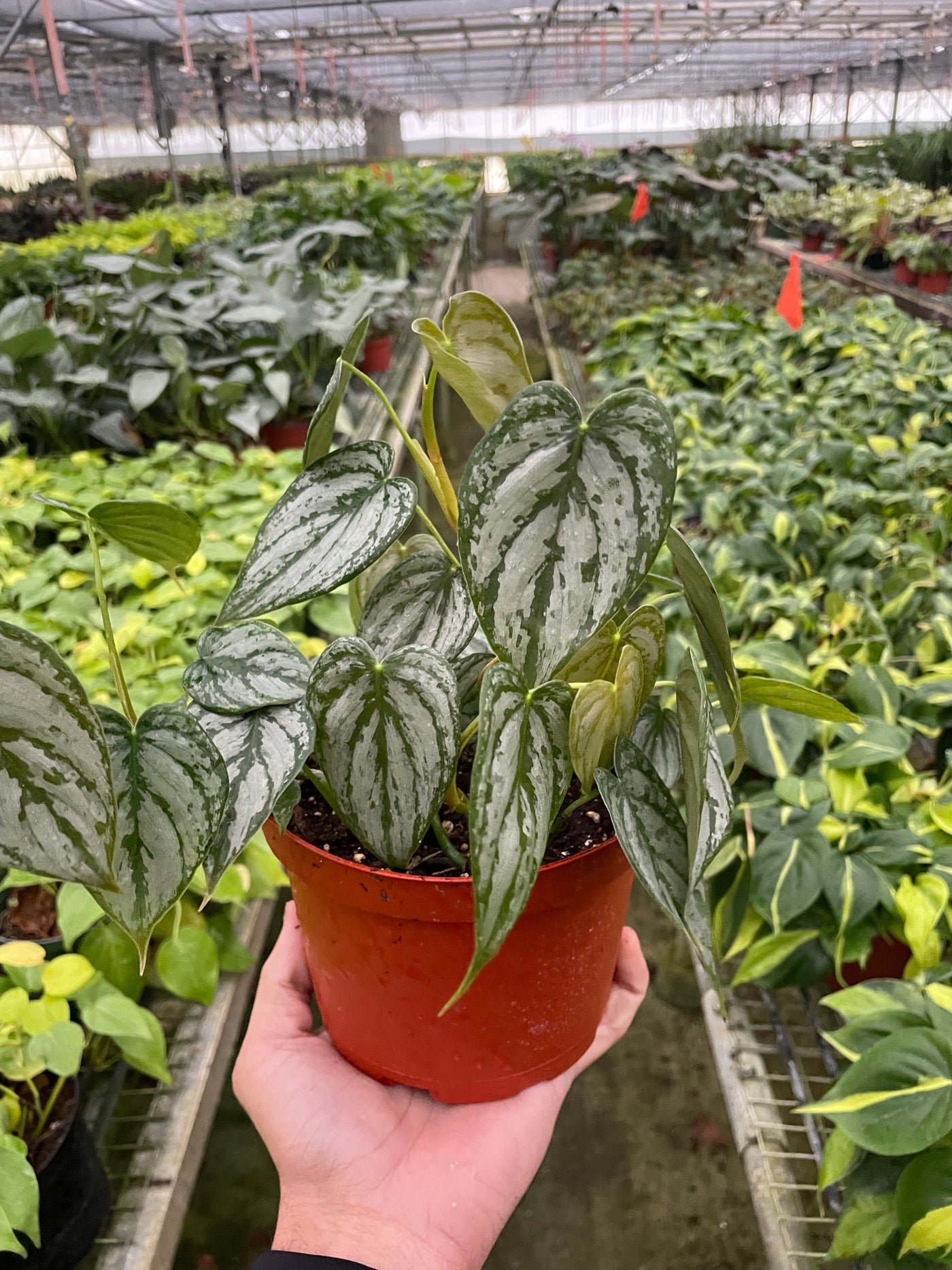 Philodendron 'Brandi' by House Plant Dropship