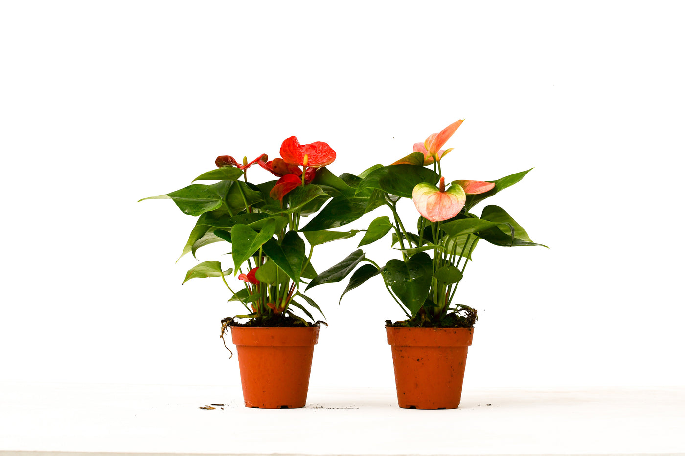 2 Anthurium Variety Pack - 4" Pots by House Plant Dropship