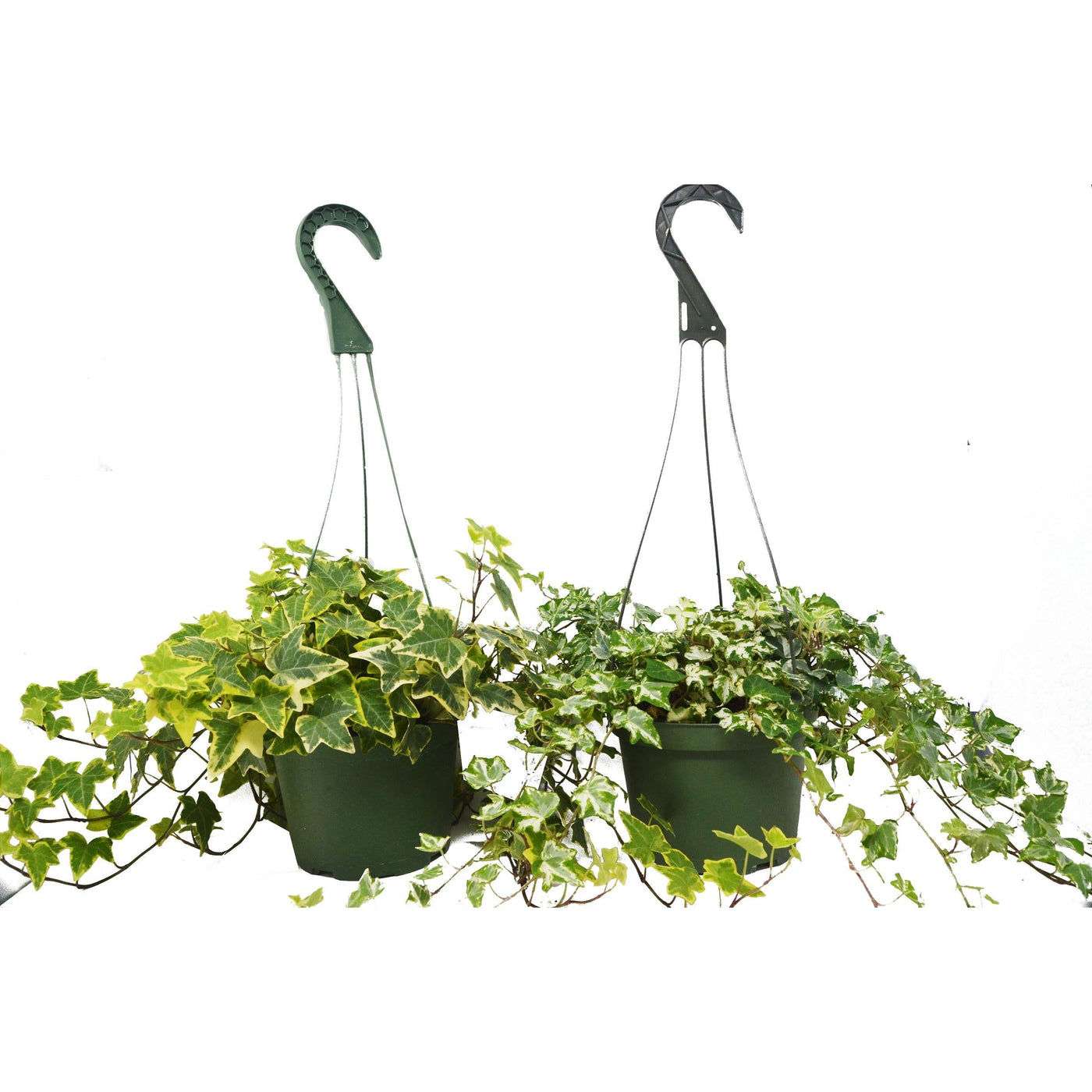 2 English Ivy Variety Pack - FREE Care Guide - 6" Hanging Pot by House Plant Dropship