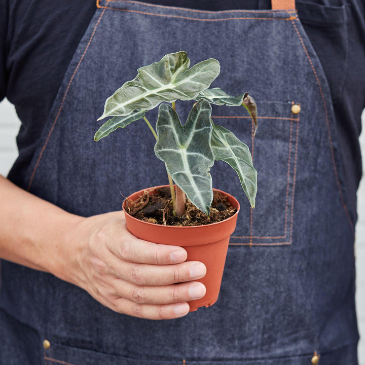 Alocasia Polly 'African Mask' by House Plant Shop