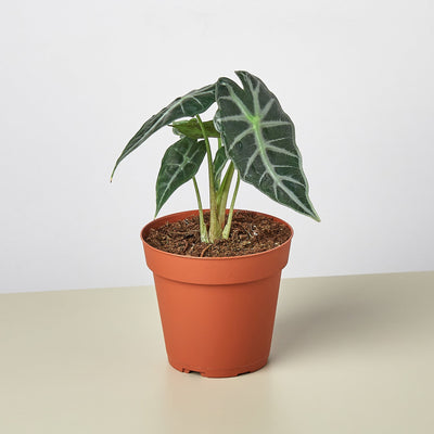 Alocasia Amazonica 'Bambino' - 4" Pot by House Plant Shop
