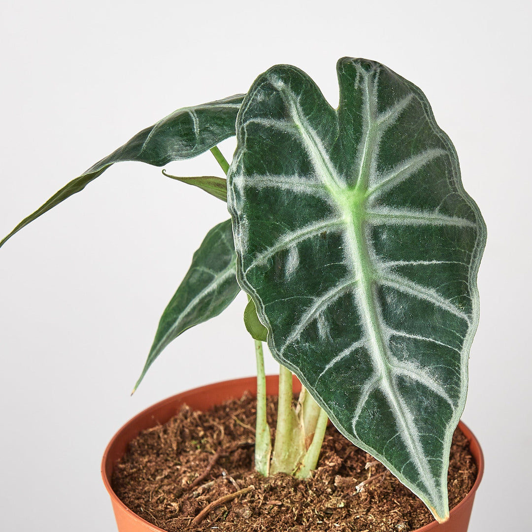 Alocasia Amazonica 'Bambino' - 4" Pot by House Plant Shop