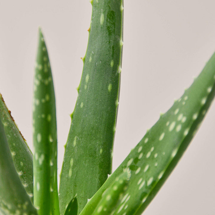 Aloe Vera by House Plant Shop