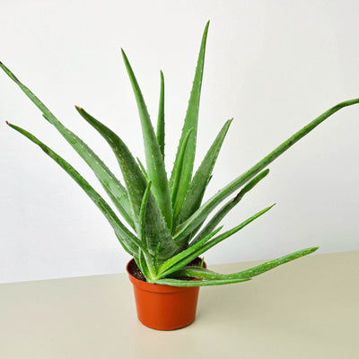 Aloe Vera by House Plant Shop