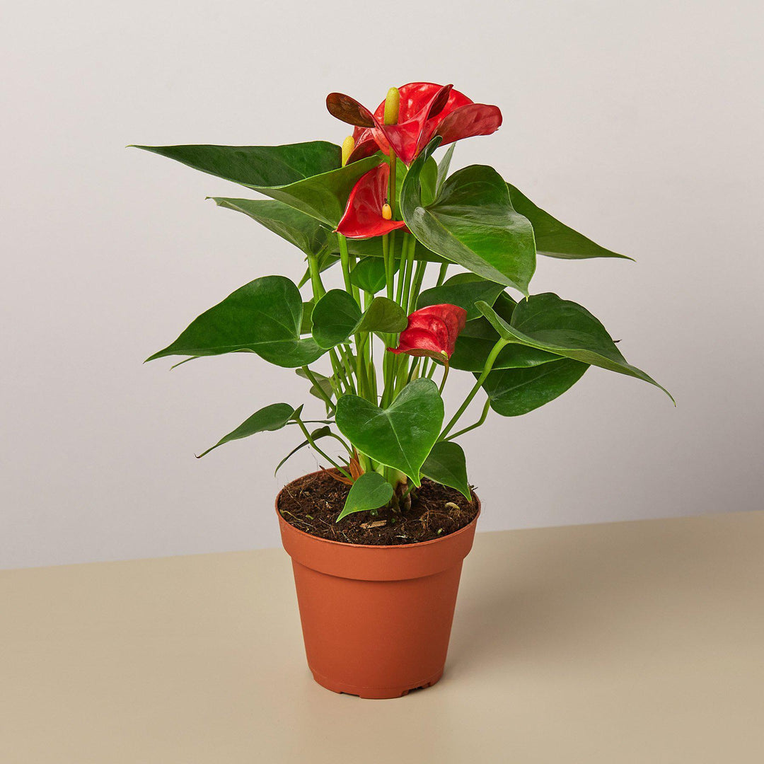 Anthurium 'Red' by House Plant Shop