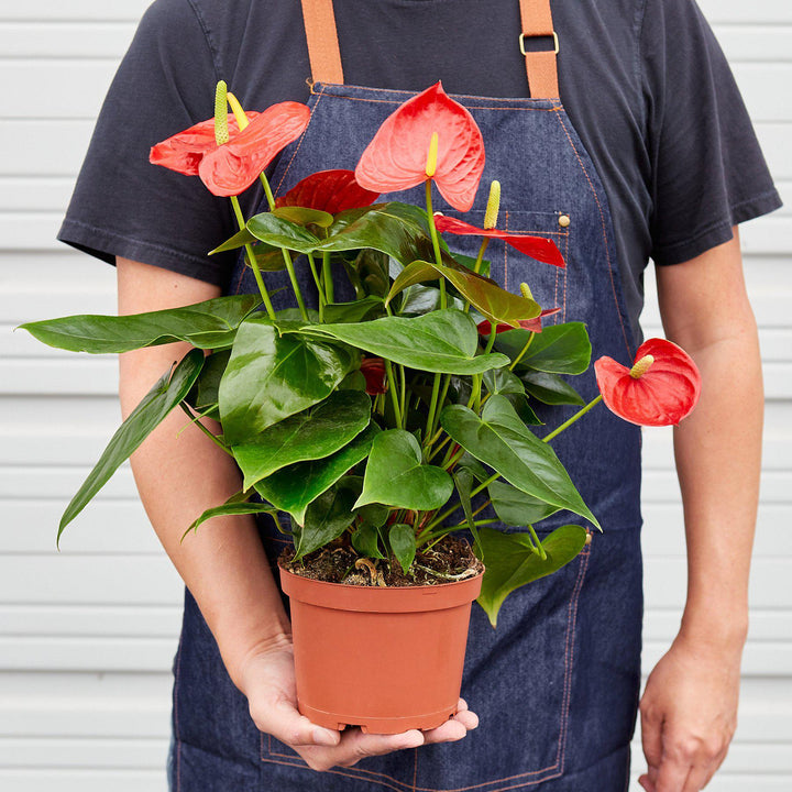 Anthurium 'Red' by House Plant Shop