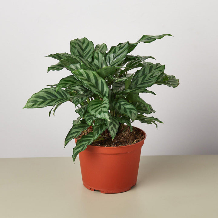 Calathea Concinna 'Freddie' by House Plant Shop