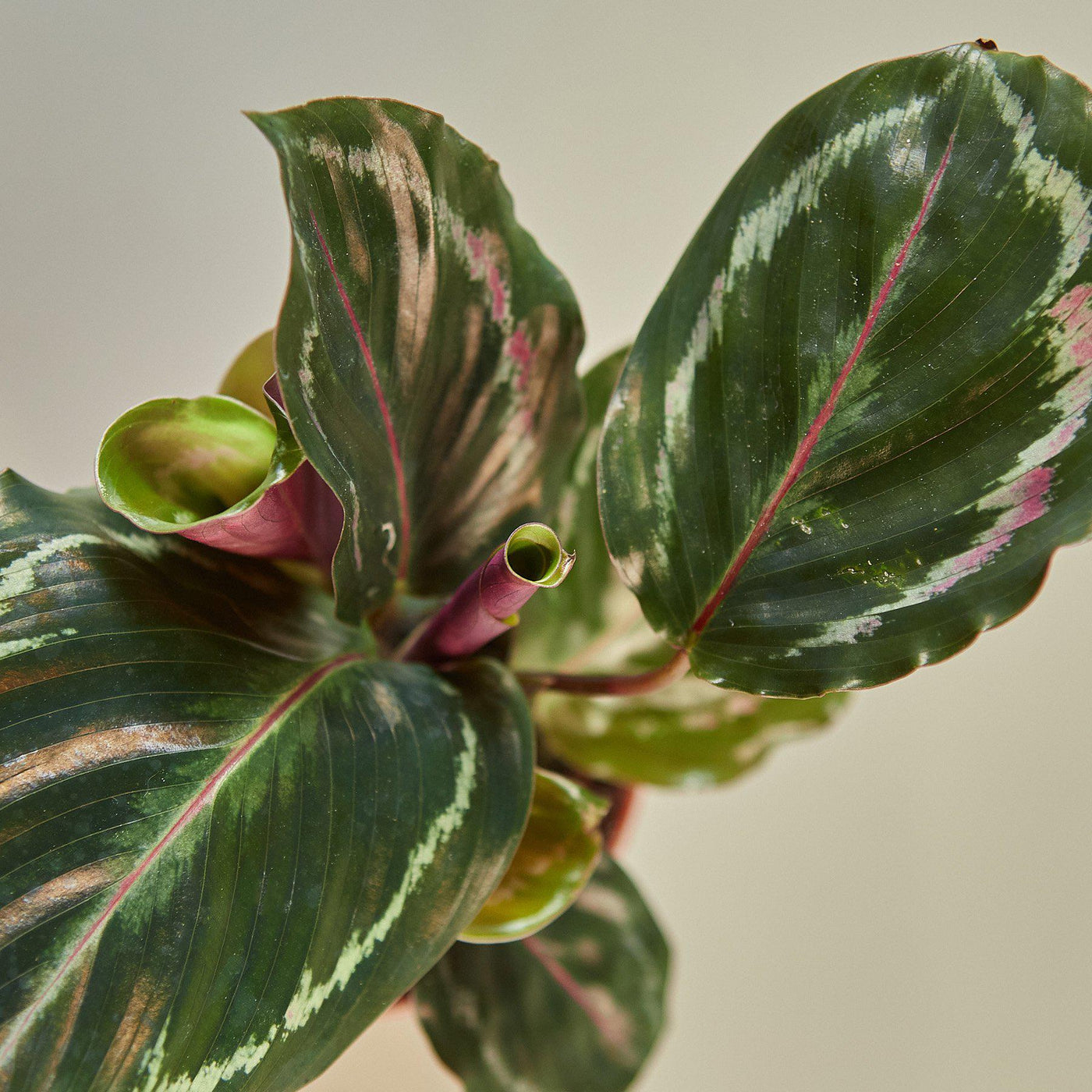 Calathea Roseopicta 'Medallion' by House Plant Shop