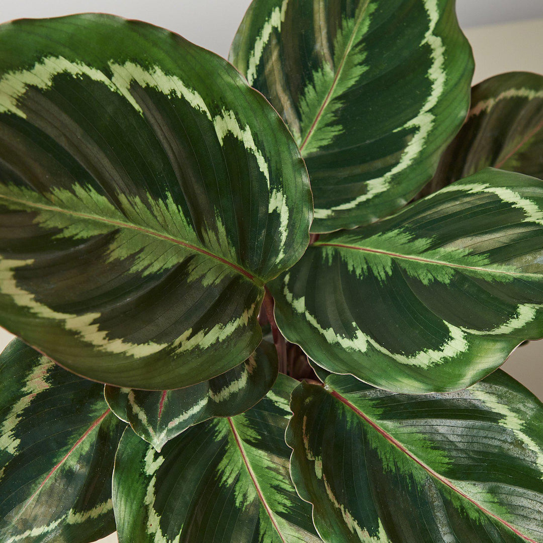 Calathea Roseopicta 'Medallion' by House Plant Shop