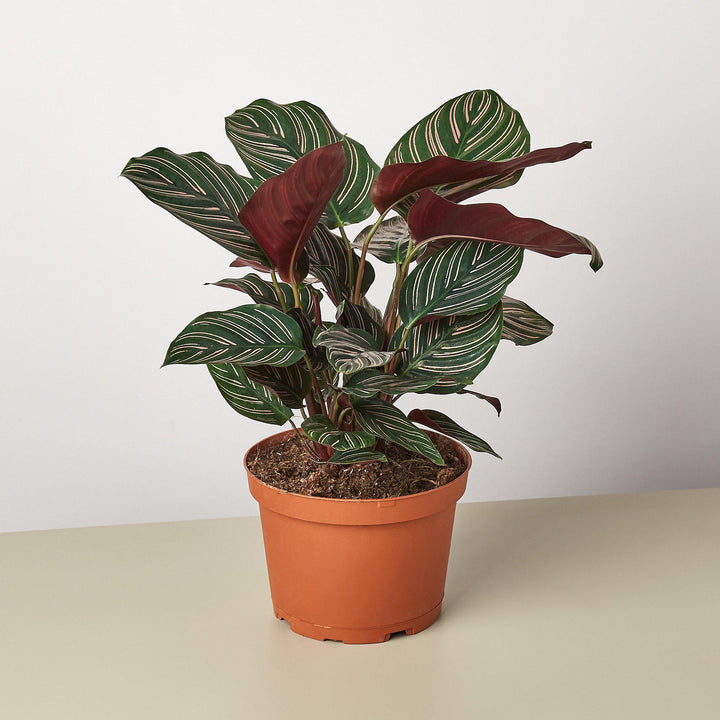 Calathea 'Ornata' by House Plant Shop