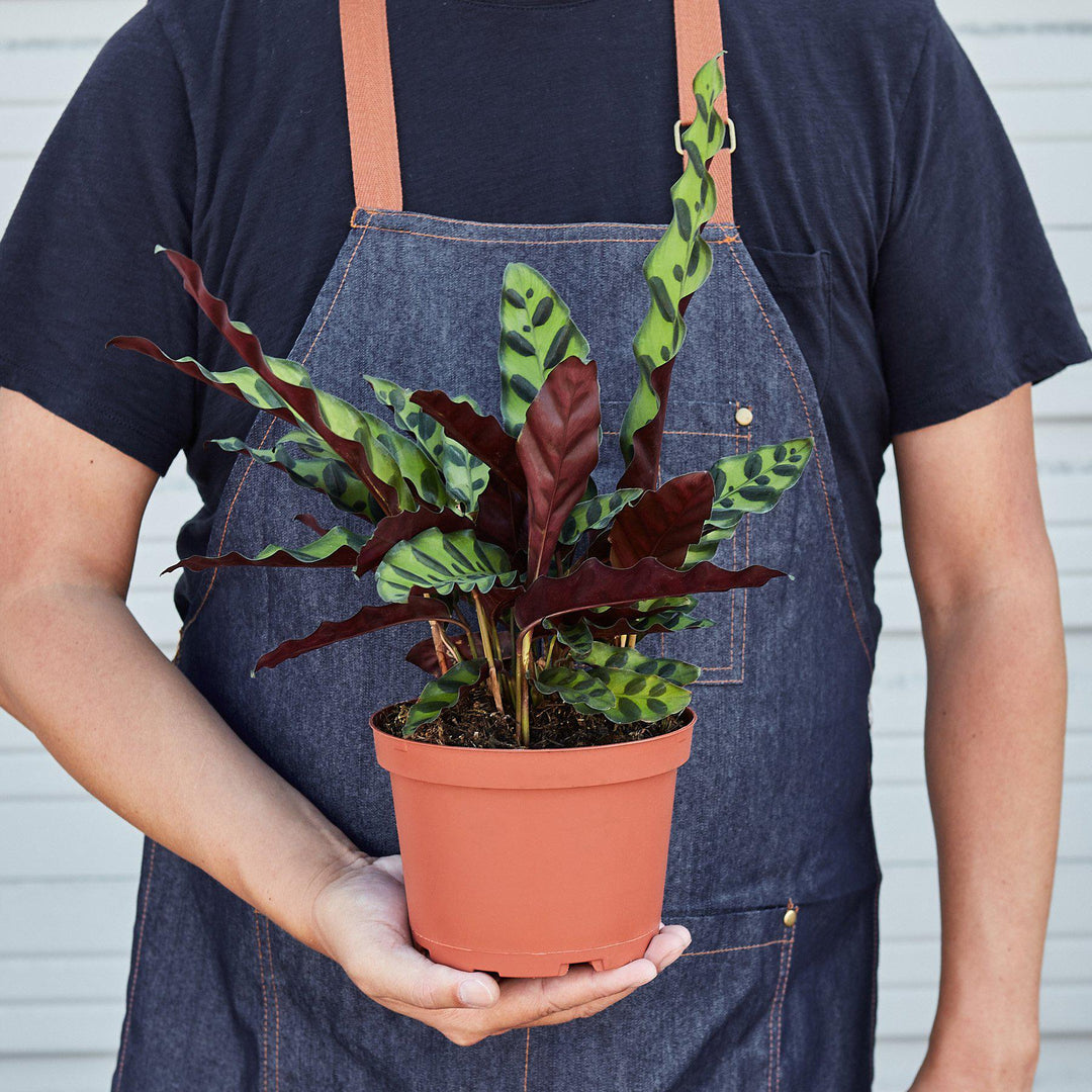 Calathea Lancifolia 'Rattlesnake' by House Plant Shop