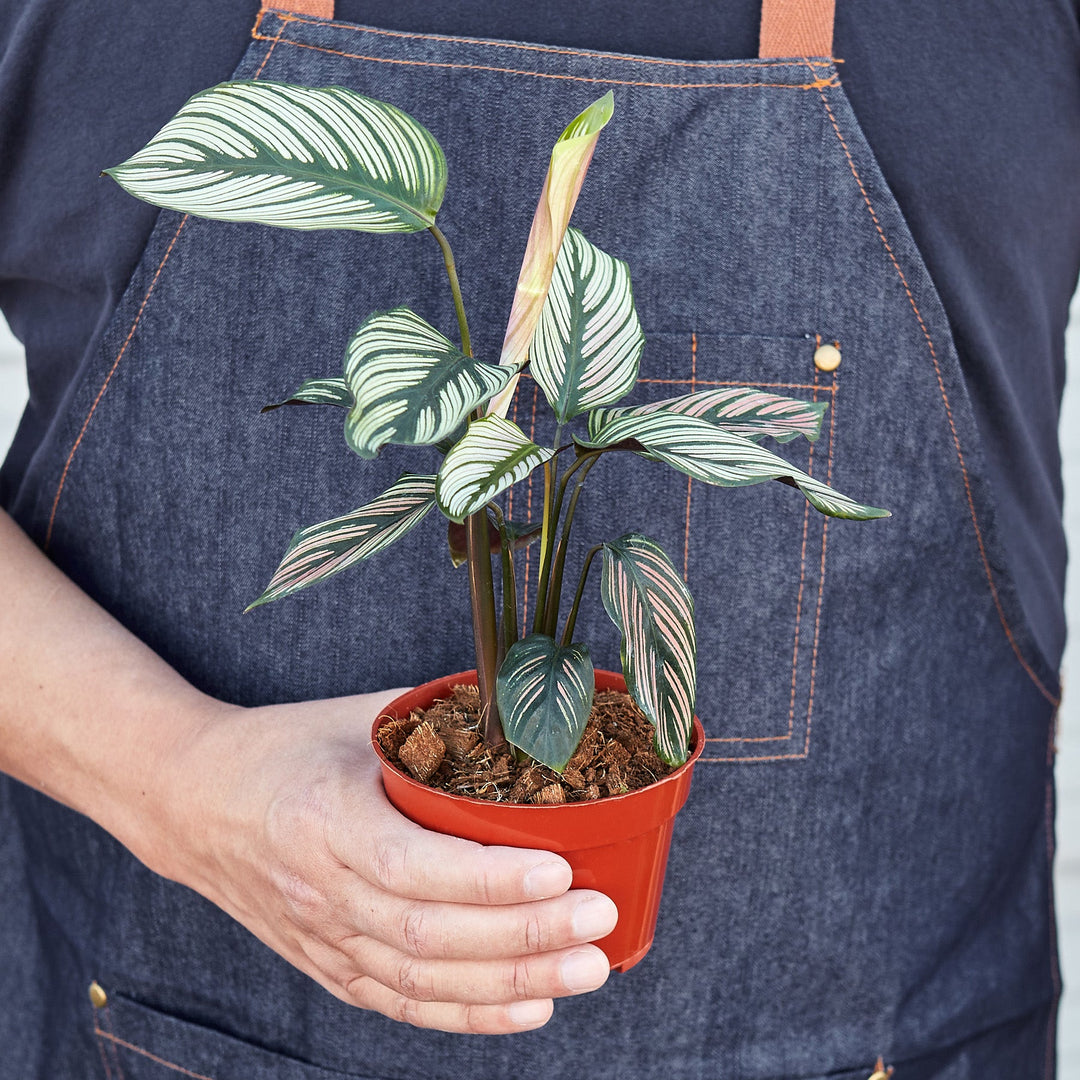 Calathea 'White Star' - 4" Pot by House Plant Shop