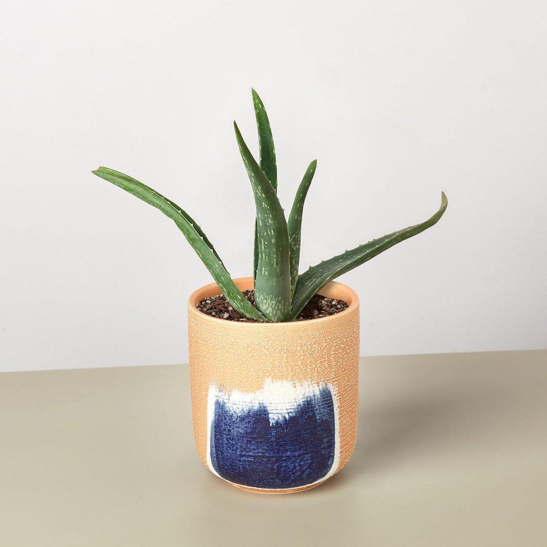 Aloe Vera by House Plant Shop