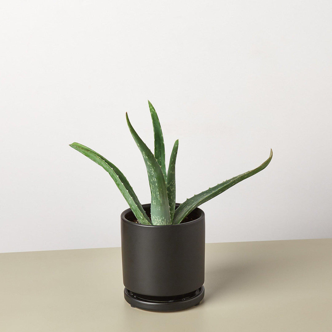 Aloe Vera by House Plant Shop