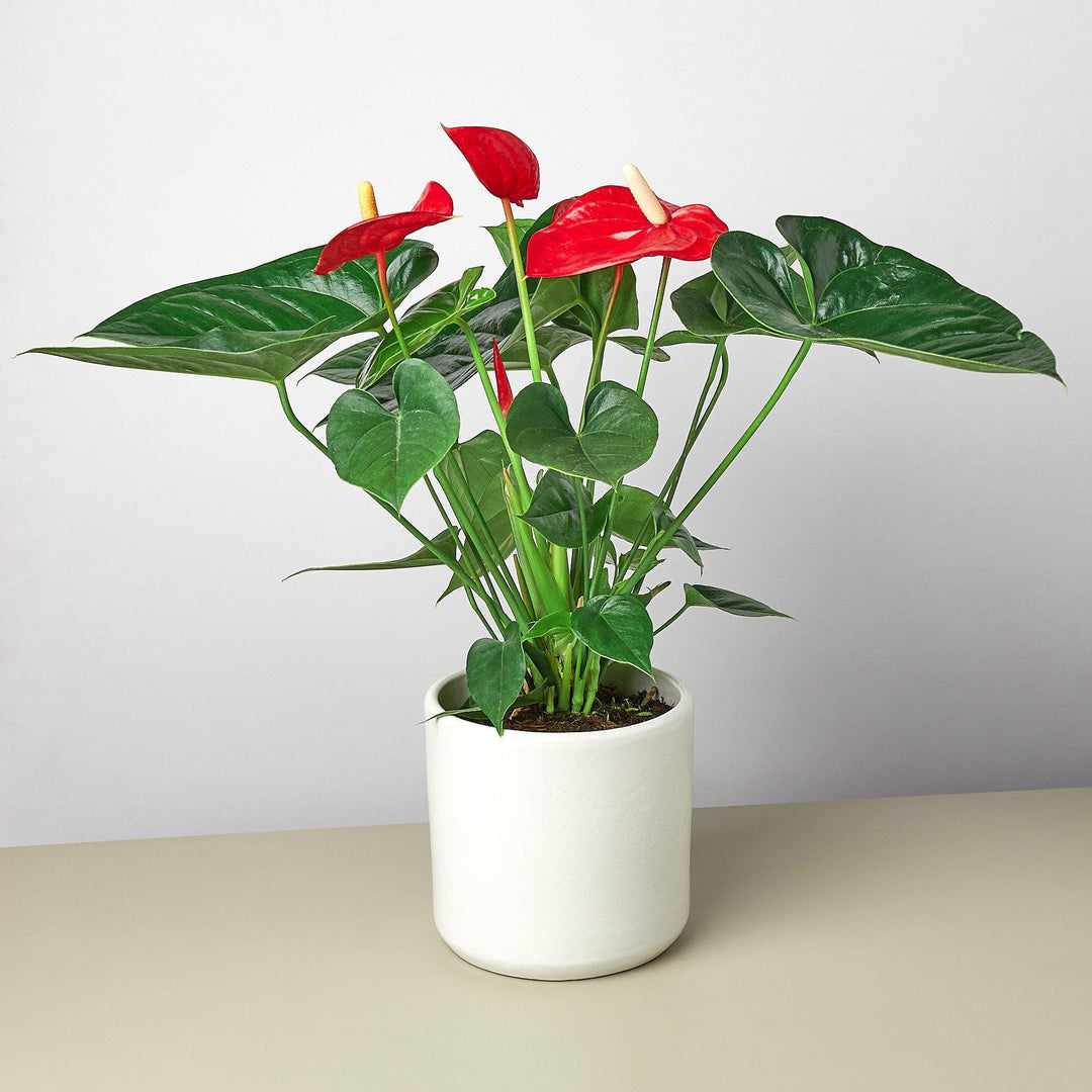 Anthurium 'Red' by House Plant Shop