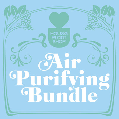 Air Purifying Variety Bundle by House Plant Shop